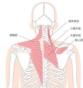 肩こりの筋肉豊洲